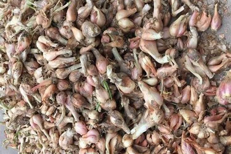 什么季节种小葱最好