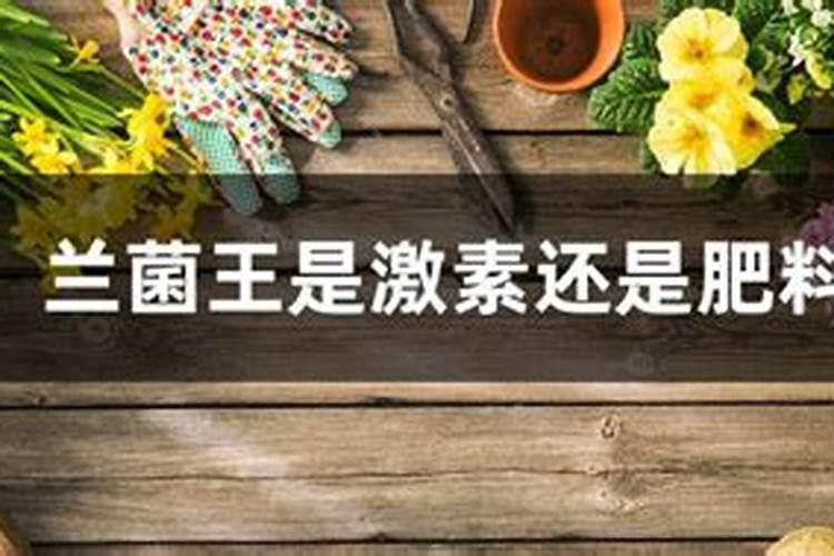 枣树开花时能浇水吗