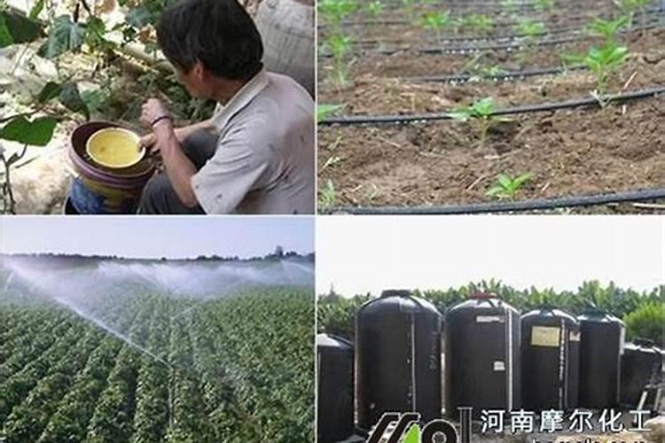 水溶肥怎么施