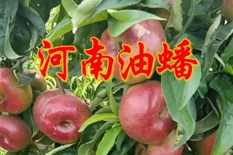 水溶肥什么品牌好？