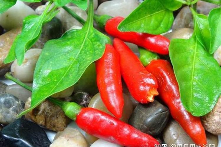 最好的水稻直播田除草剂是什么？