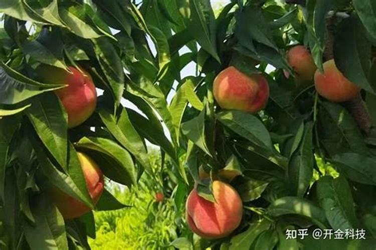 桃树落果用什么药防治？