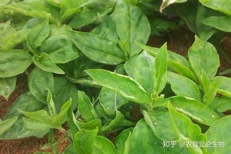 枸杞用什么肥料最好 ？枸杞打什么叶面肥好？枸杞生根用什么肥料好