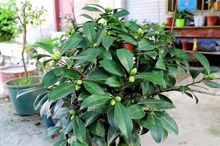 种植茶花怎么施肥(怎么给茶花施肥,茶花的施肥方法)