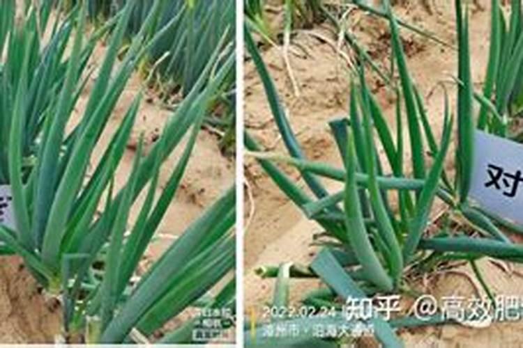 种大葱用什么肥料最好视频