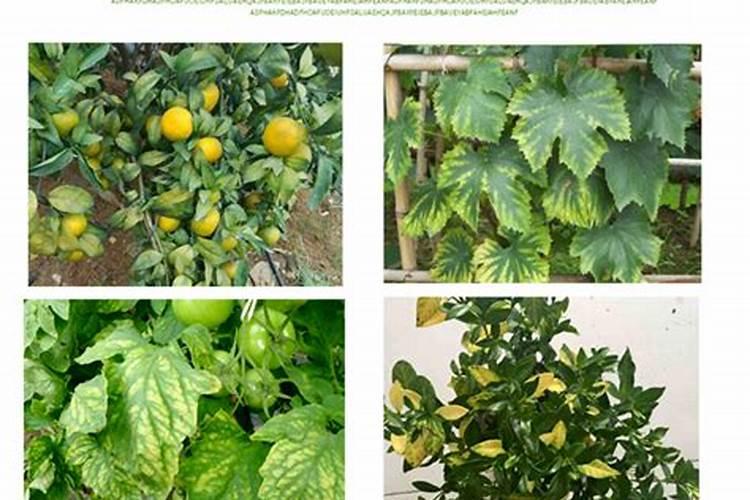 花叶子发黄用什么肥料 ？10种原因对症下药