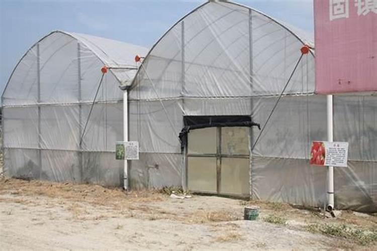 蔬菜叶面肥有哪些,蔬菜叶面肥用什么好？这篇文章介绍的太到位了!百度...