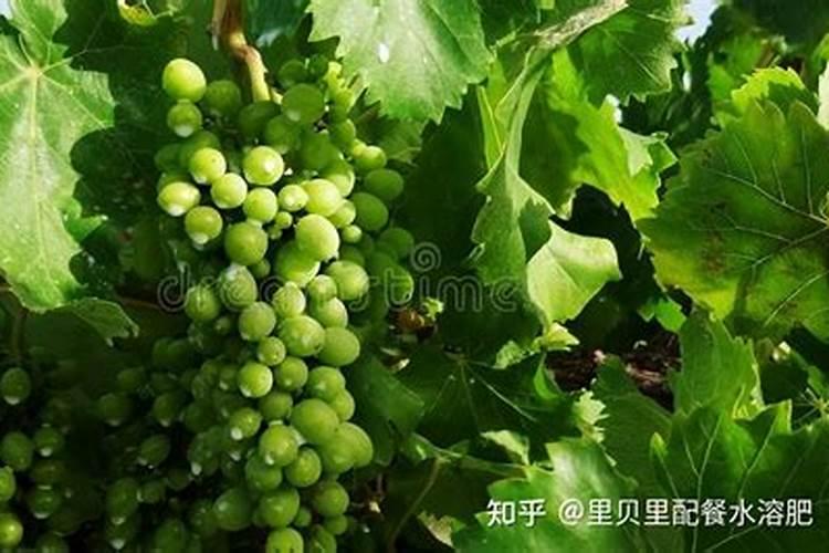 我买了一颗青葡萄树,种到成熟还是酸的,要怎么种才是才会甜百度百度知 ...