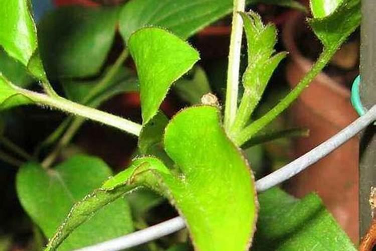黄腐植酸钾可以用于铁线莲吗？