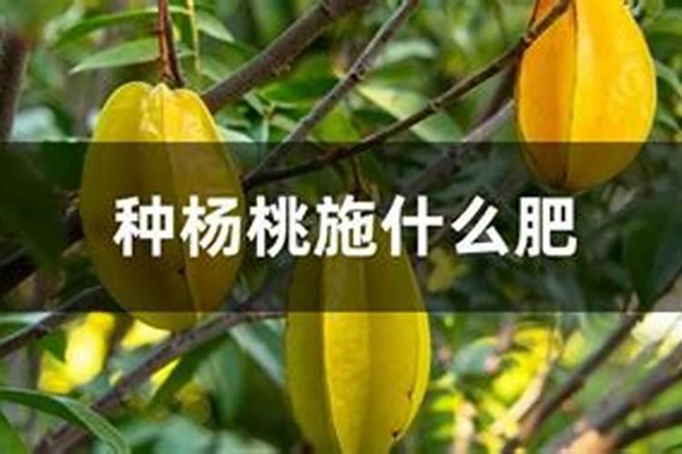 如何种好杨桃树