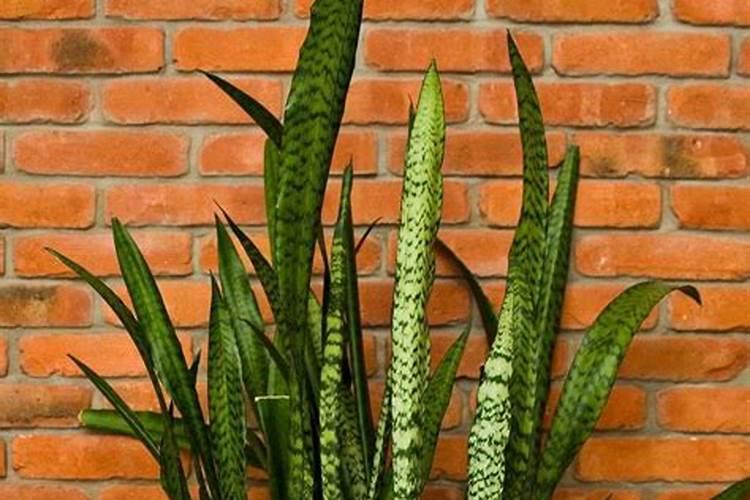 虎皮兰施多少复合肥