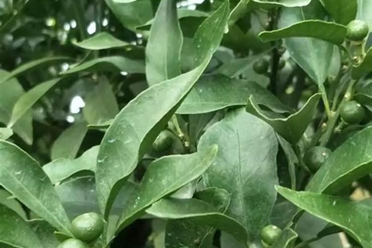 沃甘橘树的种植与管理