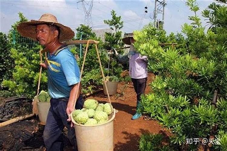 小麦拔节期打什么药最好