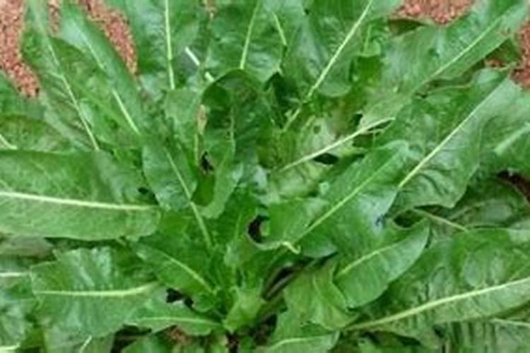 种菜籽前是否都要用水泡一段时间现在种菜籽需要泡多长时间？