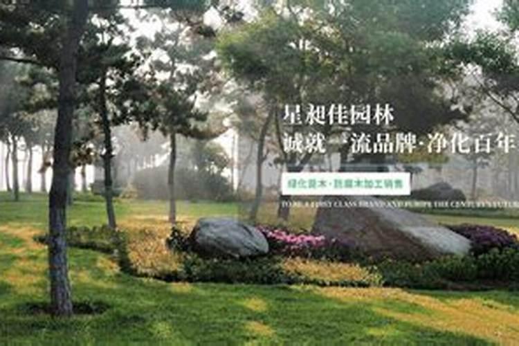 河南省适合种植哪些花草