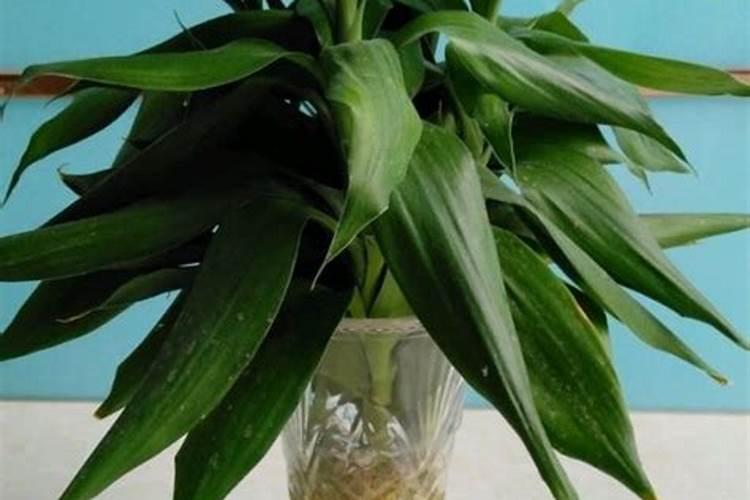 芹菜生长到什么时期喷施钾肥效果最好芹菜生长到什么时期啧施钾肥最好...