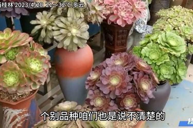 多肉植物需要什么肥料 施肥的方法是什么