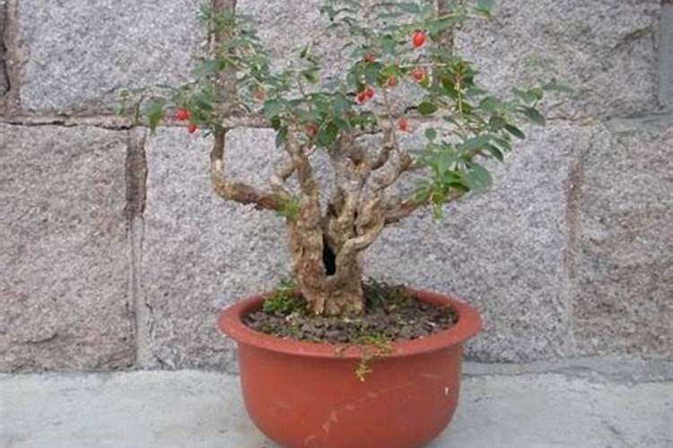 茄科类蔬菜