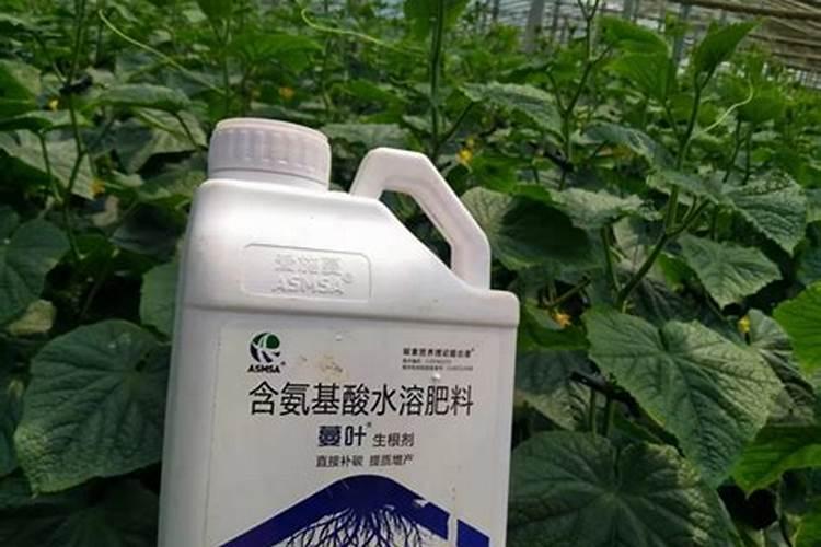 黄瓜苗种下以后什么时候施肥？