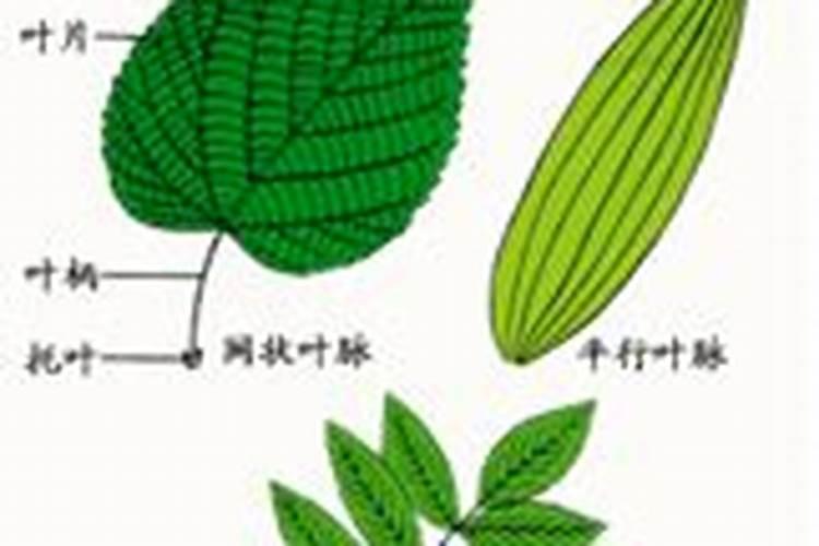 棕榈树怎样施肥好