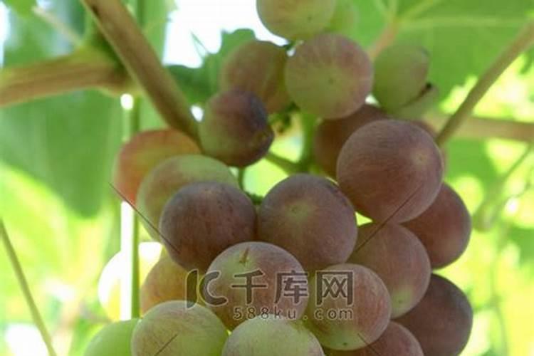 为什么要在葡萄生长的中后期使用钾肥？