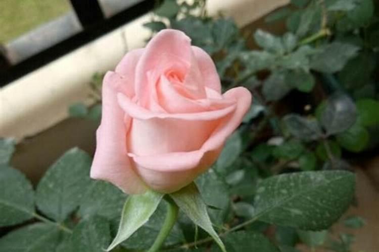 月季花可以用磷酸二氢钾肥吗(盆栽月季施什么肥最好)