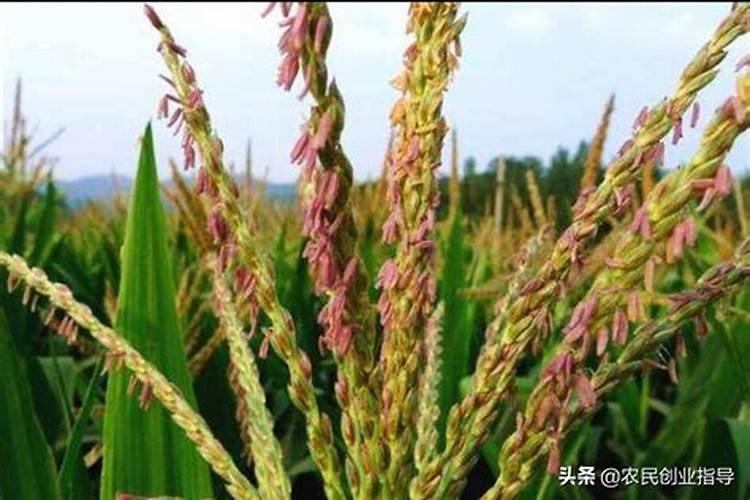 玉米追肥用尿素好还是用磷钾肥好