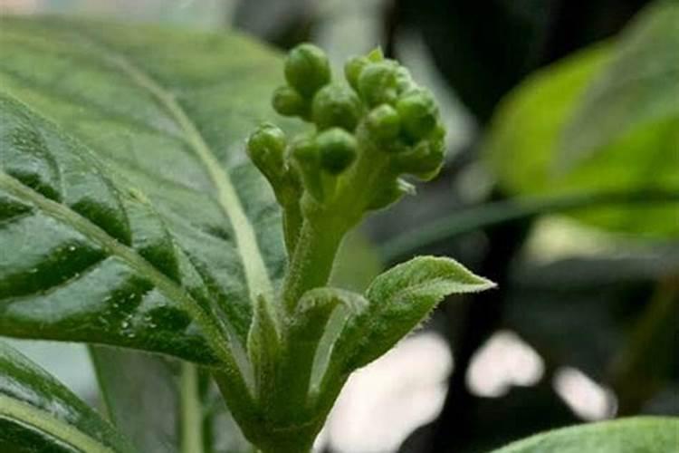 花芽分化用什么叶面肥