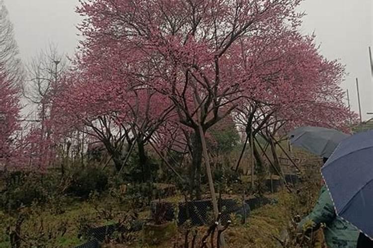 红梅老桩盆景刚发芽怎么养