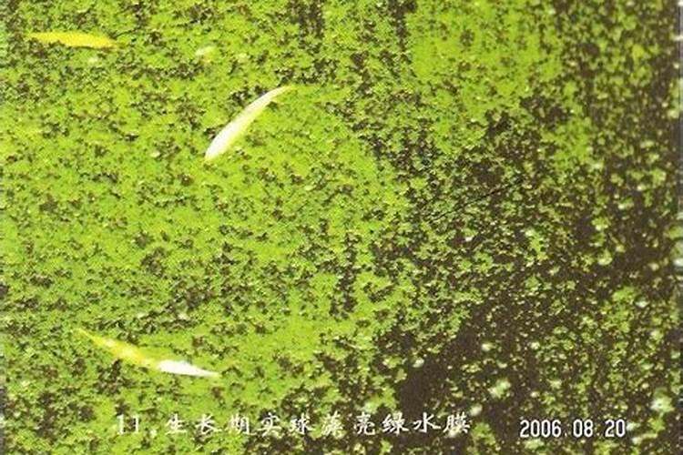 氨基酸水溶肥的作用和功效