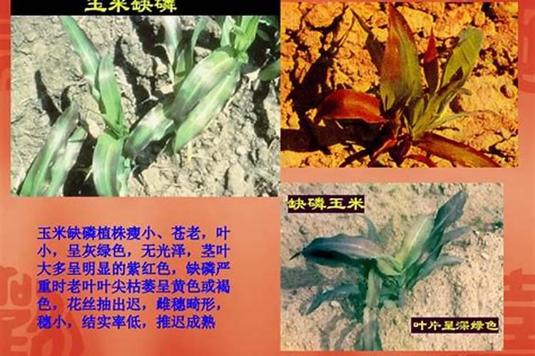 蓝莓缺氮磷钾有那些症状