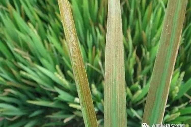 番茄缺镁会有哪些症状？什么方法可以解决番茄缺镁症？