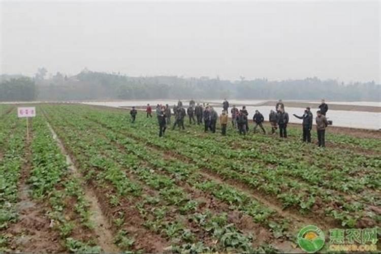 油菜移栽后几天可施肥