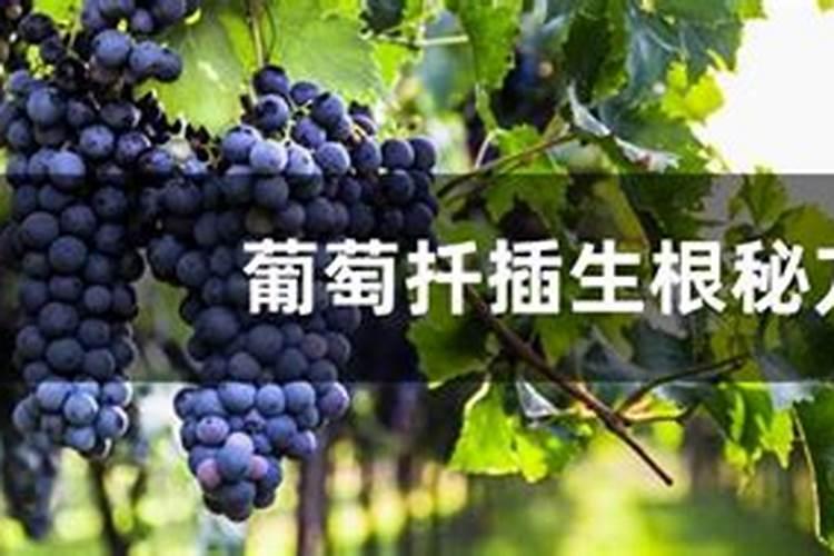 葡萄生根肥用什么好