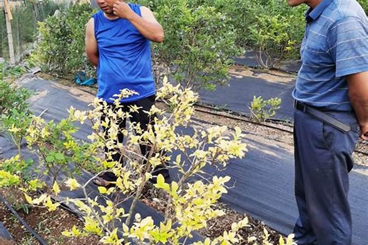 花生黄叶是什么病如何防止 花生黄叶病的治疗方法