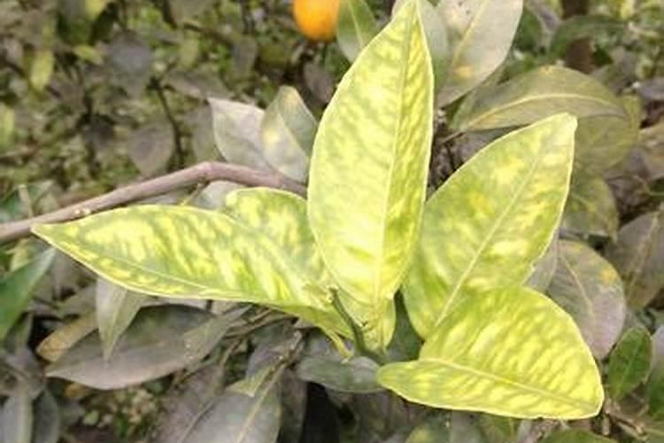哪种肥料对治疗植物黄叶效果特别好