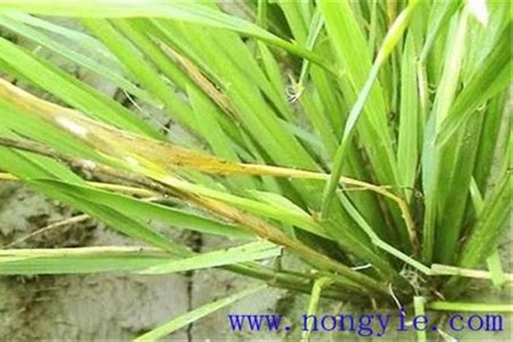 哪种肥料专治各类植物出现的黄叶