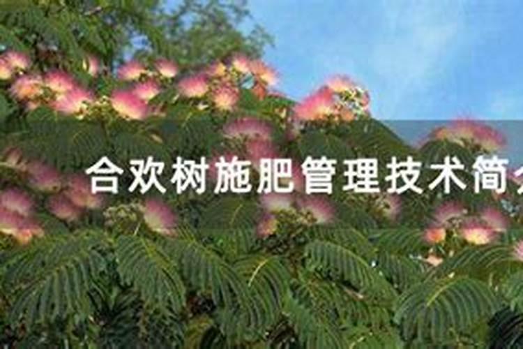 合欢树养护方案