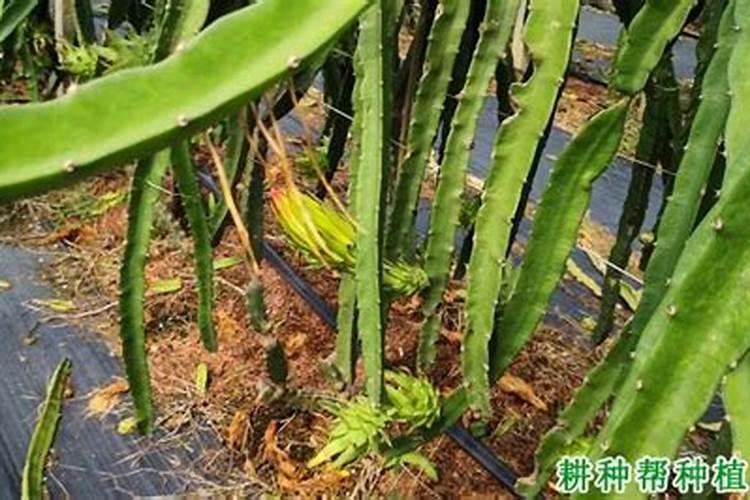 石榴裂果的原因及解决方法