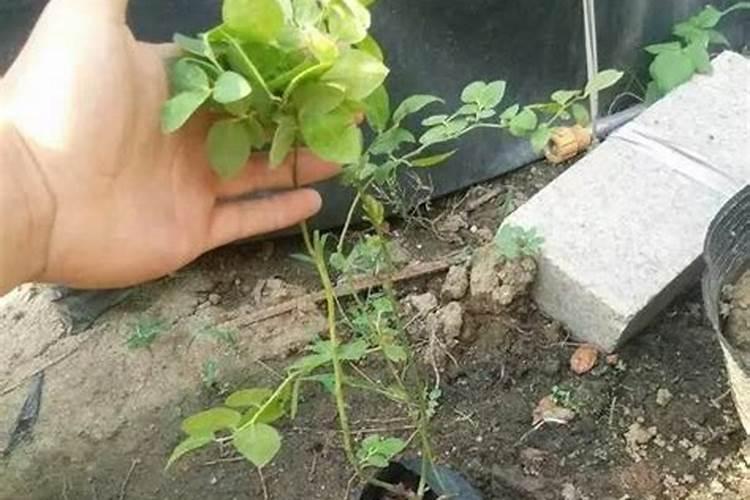 蓝莓苗如何培育 种植中的注意事项有哪些