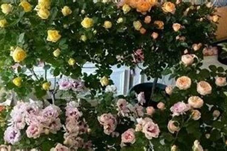 花多多是喷叶还是灌根