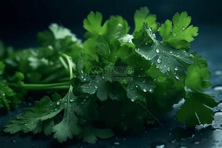 香菜喷什么叶面肥长得快 香菜喷什么叶面肥才能长得快