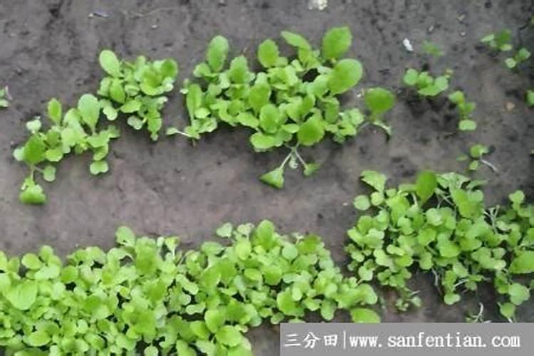 小白菜出芽后几天浇肥 可以施复合肥吗