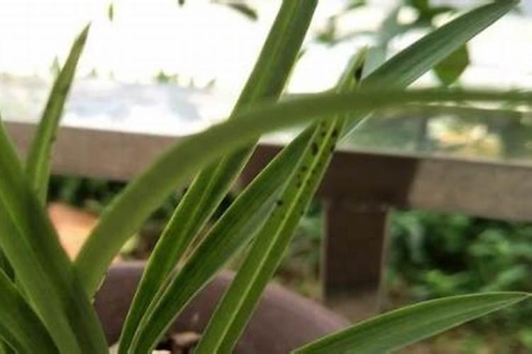 补钙的蔬菜有哪些 哪些食物含钙量高