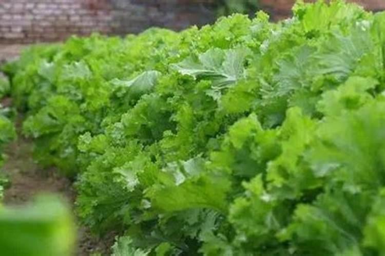 瓜果蔬菜喷叶面肥有什么好处