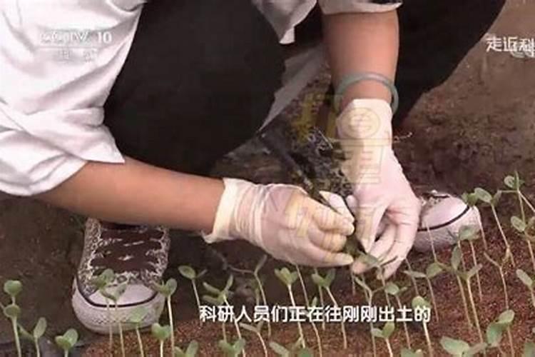 西瓜苗期用什么叶面肥