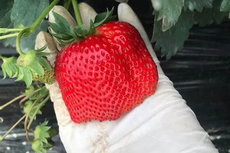 草莓青果期冲3个17的复合肥可以吗？