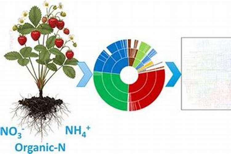 盆栽种植草莓用什么肥料好