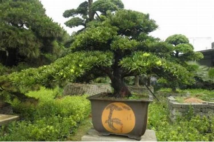 罗汉松叶子枯萎怎么办 罗汉松叶子枯萎是怎么回事