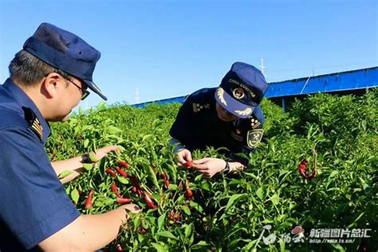 辣椒水溶肥选择什么牌子好？